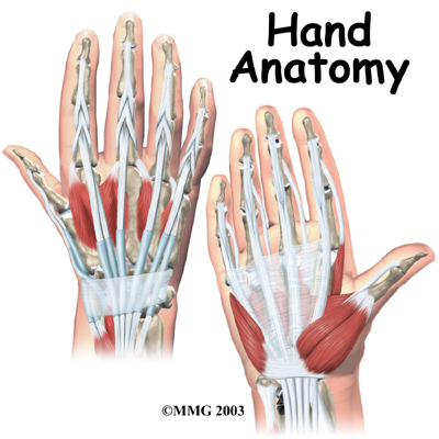 Hand Anatomy